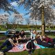 Bloesemgekte: ook op deze 10 plekken in Amsterdam staan bomen in bloei