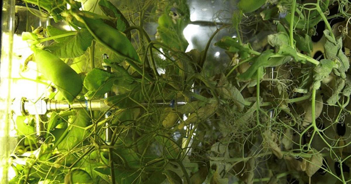 Какой овощ вырастили на космической станции. Оранжерея Veggie МКС. Растения на МКС. Первые растения в космосе. Растения в невесомости.