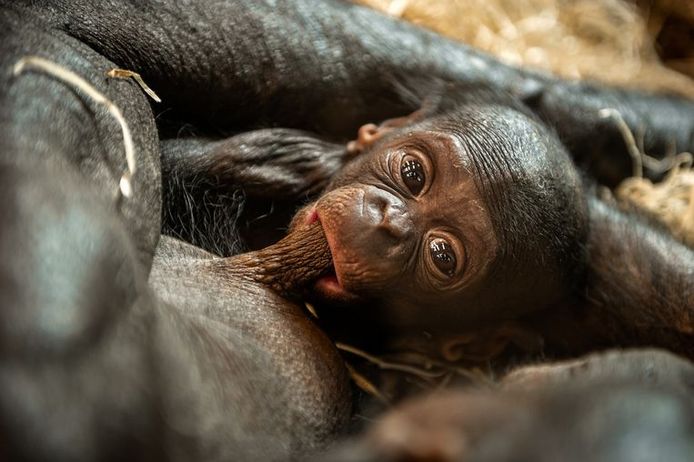 Le Bebe Bonobo De Planckendael Est Une Femelle Le Public Peut Choisir Un Nom Ecologie 7sur7 Be