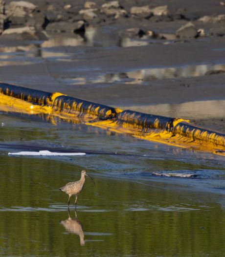 Grote olielekkage bij kust van Californië, burgemeester spreekt van 'ecologische ramp’