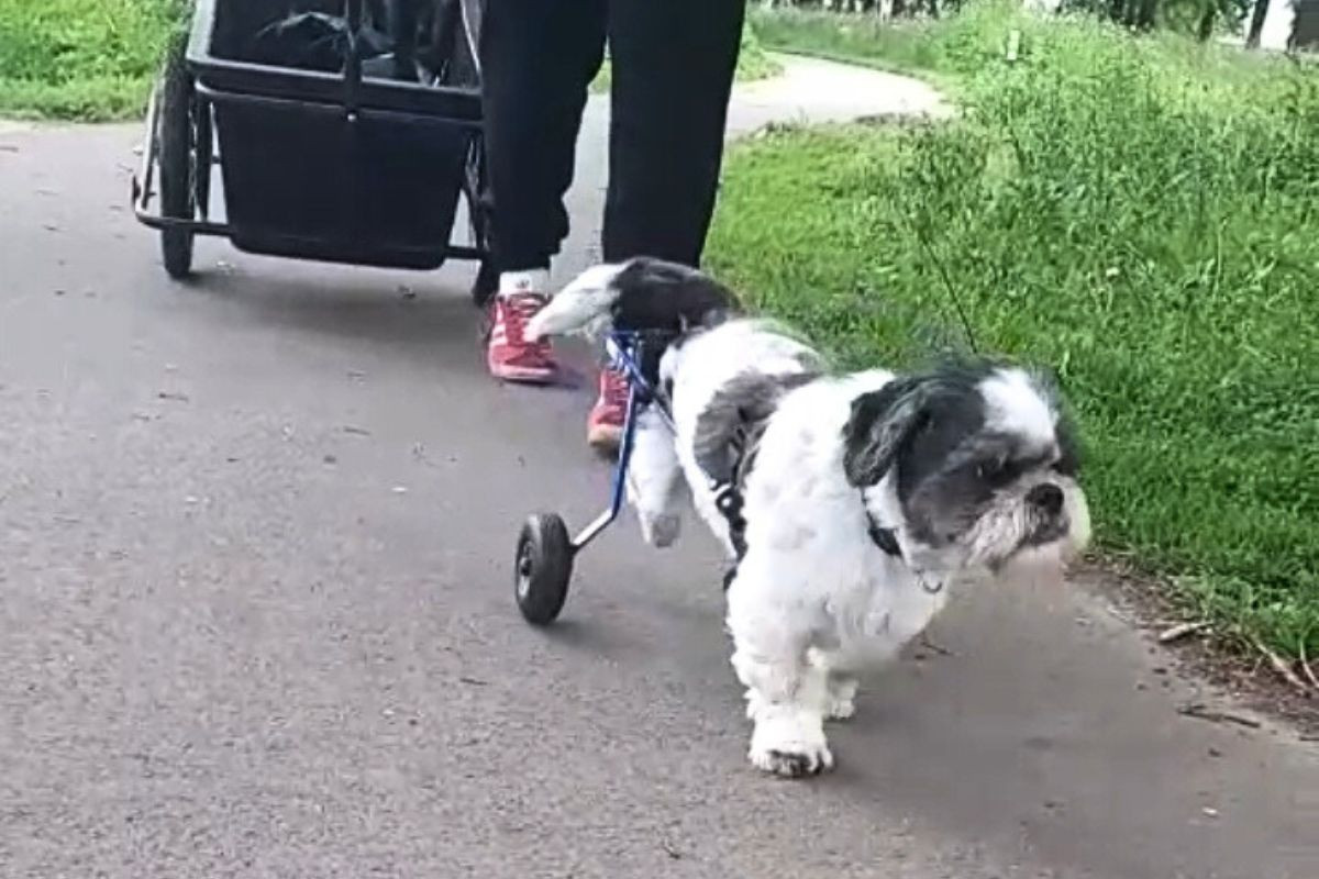 hond-binky-raakte-verlamd-met-zijn-loopkarretje-rolde-hij-maandenlang