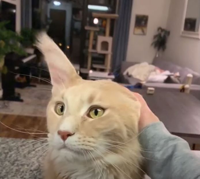 Een voorproefje van CatVideoFest 2020.