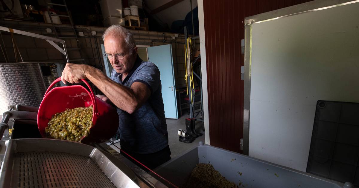 Ze persen de druiven: Dremptse wijnboer tevreden met eerste oogst, wel nog hoop op '20 graden en zon