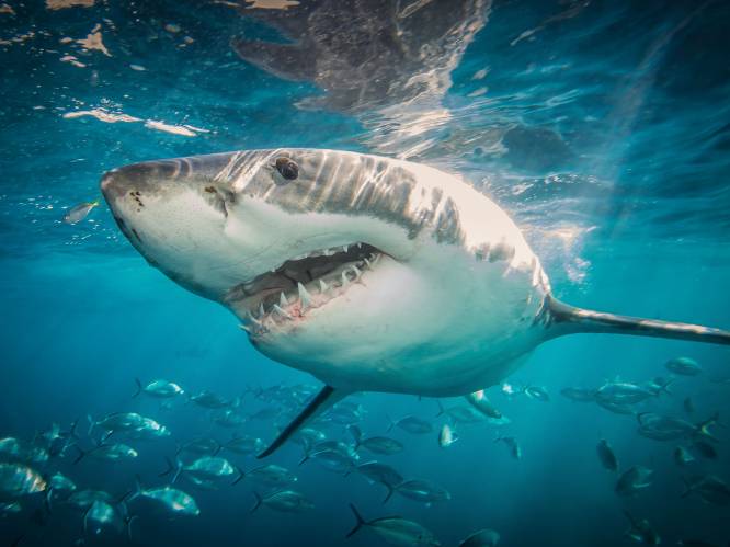 Nieuwe studie heeft ontdekt waarom sommige witte haaien mensen aanvallen