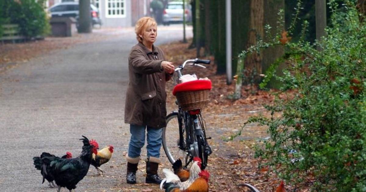 Knuppel in het hoenderhok Roosendaal bndestem.nl