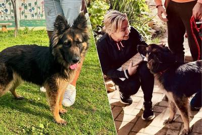 One year after the painful loss of her four-legged friend Vili, Kathleen Aerts welcomes a new dog: “Bittersweet feeling”