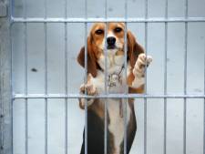 Extra beveiliging dierproefcentrum Den Bosch na nieuws over toename proeven met honden en katten