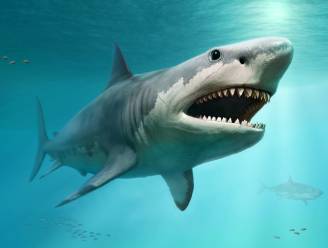Studie werpt nieuw licht op waarom gigantische prehistorische haai uitstierf en het zou aan hemzelf gelegen hebben