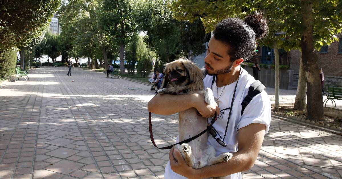 Запрет домашних животных: в новом законопроекте Ирана собаки рассматриваются как «символ вестернизации» |  За рубежом