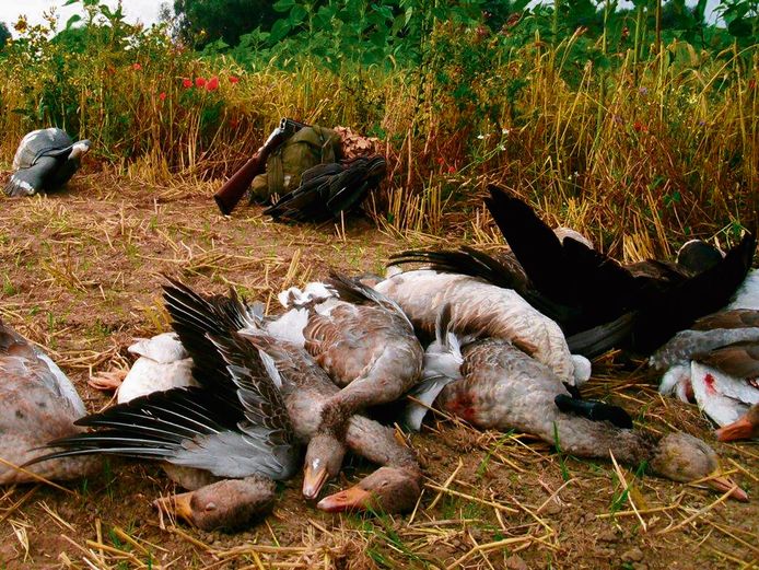 Boeren rondom Goudswaard zijn er duidelijk over: de vele ganzen in het gebied zijn uitgegroeid tot ‘een ware plaag die bestrijdt moet worden’, zowel door de jacht als ‘schadebestrijding'.