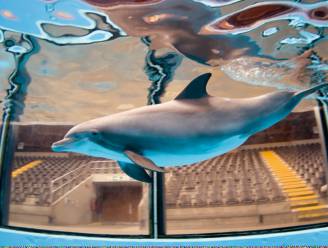 Ook bioloog Midas Dekkers zet dolfijn als eerste op zwarte lijst: “Sluit dat circus liever vandaag dan morgen”