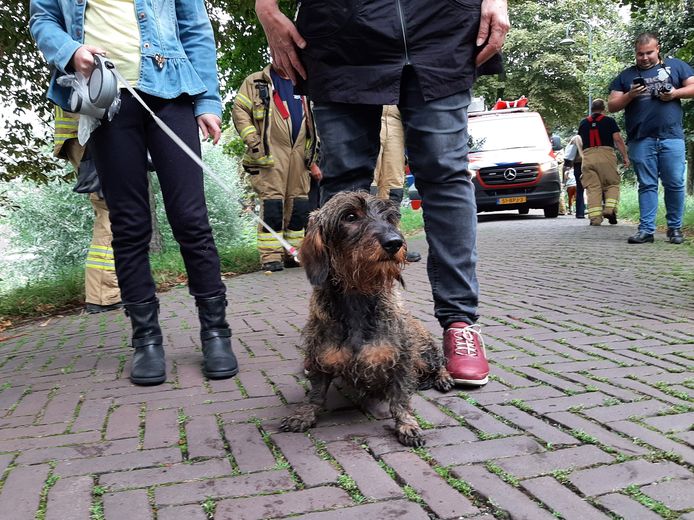 Fien de teckel wandelde over de stadsmuur bij de Duveltjesgracht in Gorinchem en tuimelde vervolgens naar beneden. Ze werd gered door de brandweer.