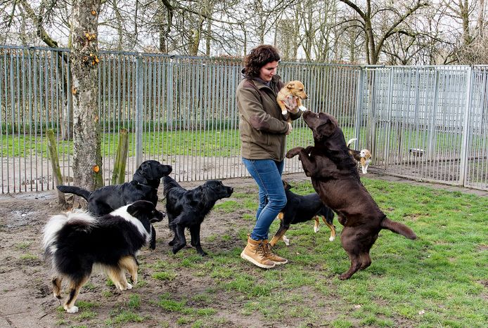 Medewerker Astrid van hondenpension Doolhof in Gemonde heeft haar handen vol aan de honden.