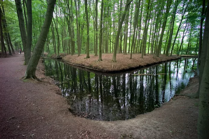 In oktober moet een grootschalige revitalisatie van ‘De Eilandjes’ beginnen, waarbij twee derde van de bestaande bomen wordt gekapt en vervangen door nieuwe, gezonde bomen.