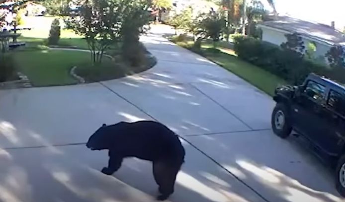 Lake Mary residents share photos of the three-legged bear 