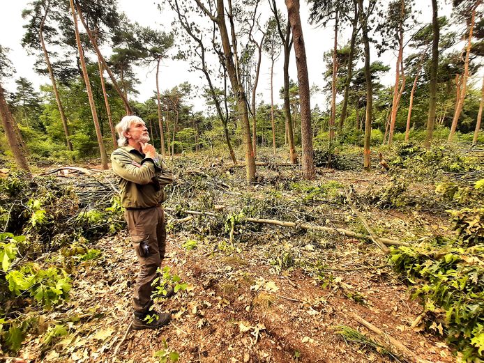 De Amerikaanse eik is de baas in het bos, maar niet lang meer | Brabant ...