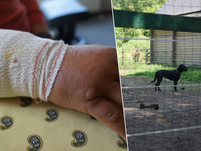 77-jarige man tot op het bot gebeten bij hondenaanval: “Bewoners dragen hier pepperspray of mes als ze gaan wandelen”