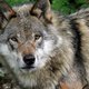 Wolf was mogelijk weer even in Nederland: gezien in Twente