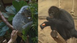 Nog nooit zo rustig geweest voor dieren in Zoo van Antwerpen