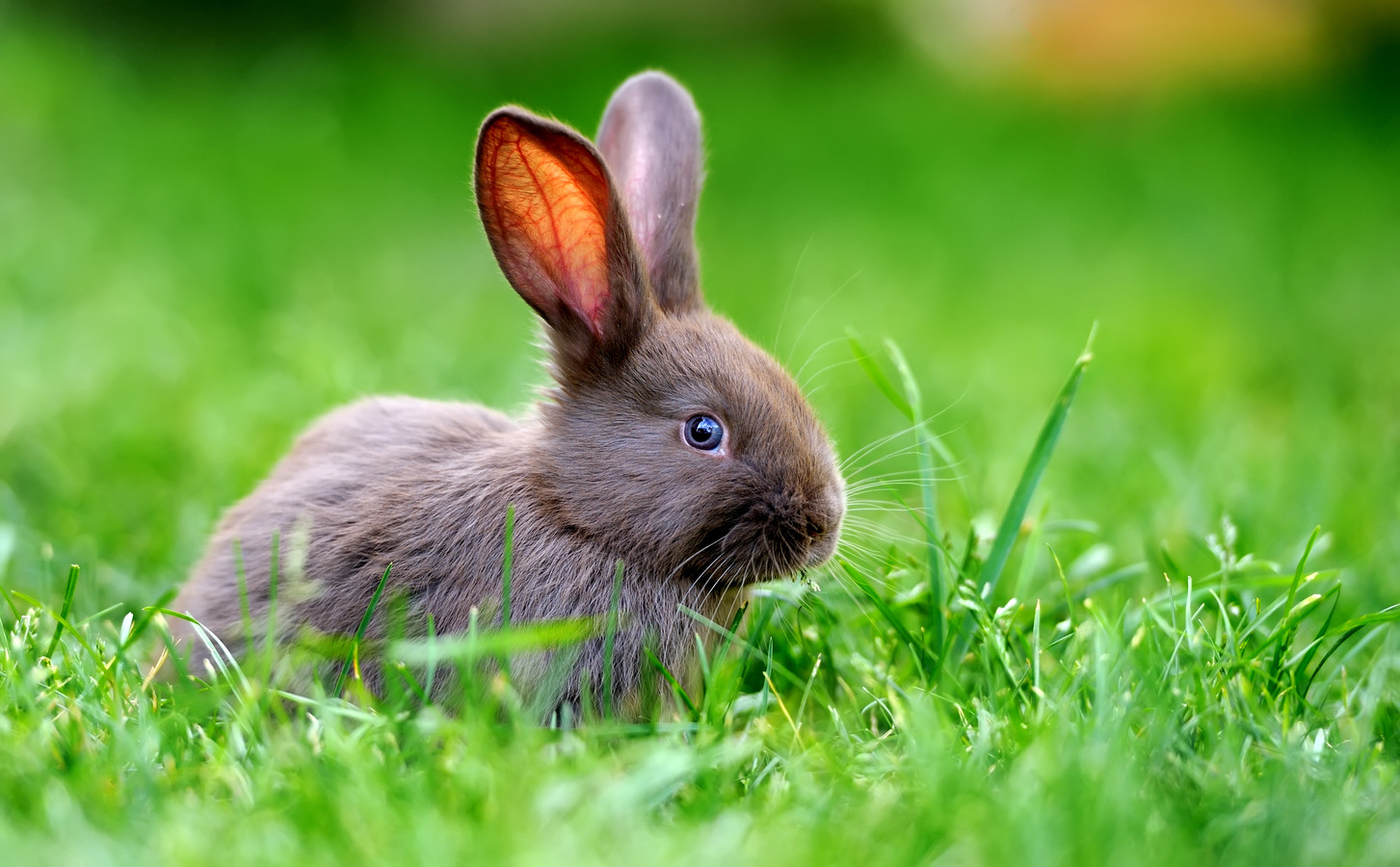 Konijnen dood aangetroffen bij pannenkoekenhuis ‘Blijf met je poten van onze dieren af’ Foto