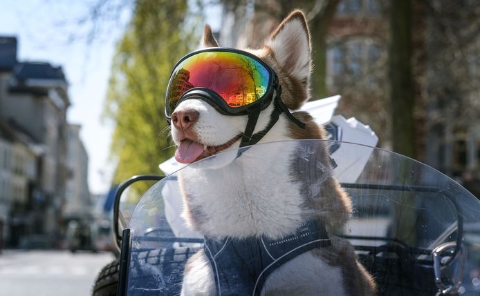 De Siberische husky Matisse, in de zijspan van de Ural Sportsman 2020 van haar baasje Maarten Mollie