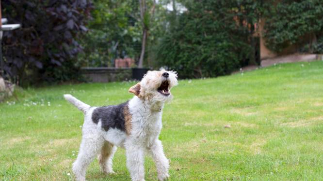 Burgemeester Halderberge krijgt tik op de vingers: inbeslagname blaffende honden niet nodig