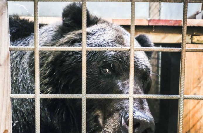 Eén van de twee beren uit Oekraïens oorlogsgebied