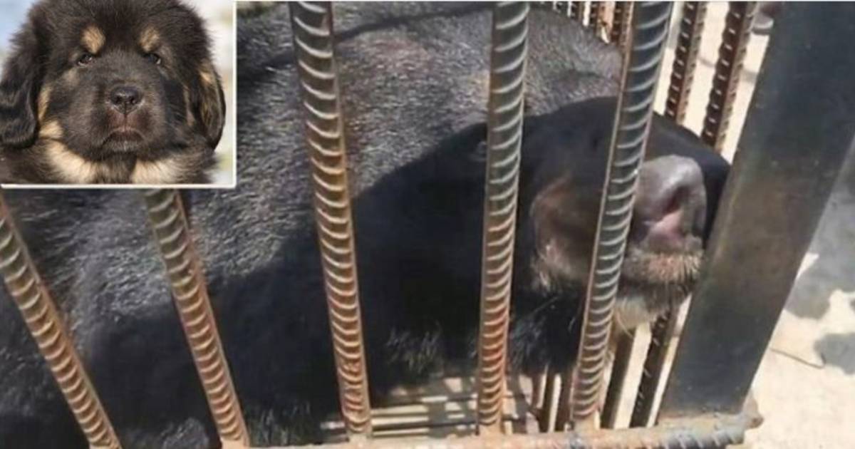 coupon hervorming Absorberen Door Chinese vrouw gekochte puppy blijkt zwarte beer te zijn | Buitenland |  AD.nl