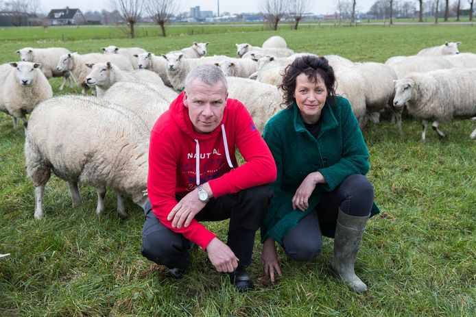 Coen Bosch en Jolanda Kieftenbeld van het Team Agro NL, tussen de schapen.