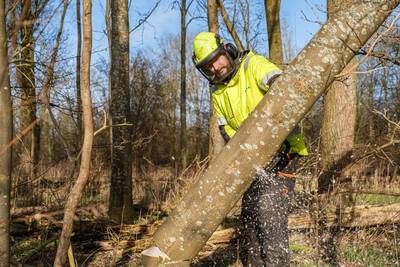 600 bomen in de gemeente Zwolle worden gekapt voor de veiligheid