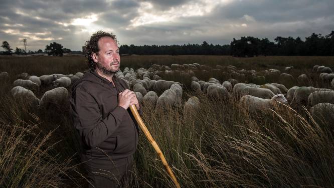 Zorgen over oprukkende wolf na dodelijke aanval op schaapskudde in Elspeet: ‘Maar noem mij geen wolvenhater’