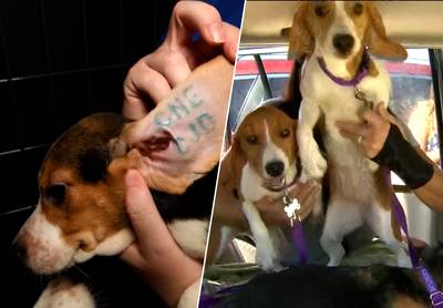 Meer dan 100 beagles gered uit massafokkerij: “Ze hebben ergste van ergste meegemaakt”