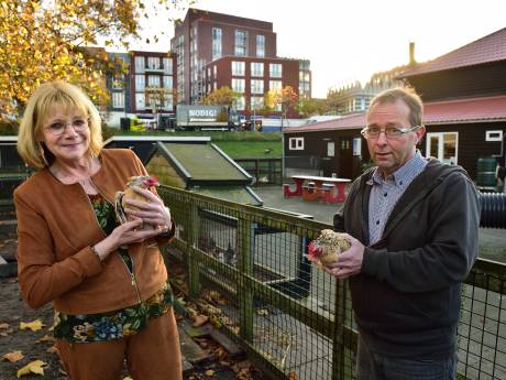 Sippe kippen, sombere ganzen: dieren moeten binnen zitten door vogelgriep en dat zorgt voor stress