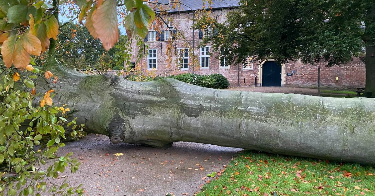 Enorme beuk omgewaaid voor kasteel Hernen: ‘Donderdag speelden nog kinderen rondom de boom’