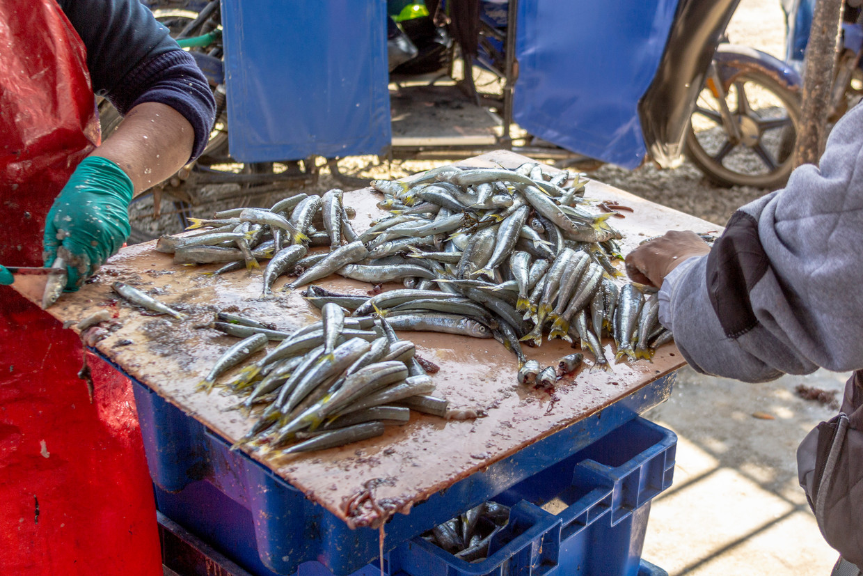 I ricercatori sul clima avvertono che le acciughe potrebbero scomparire a causa dell’aumento della temperatura dell’acqua di mare