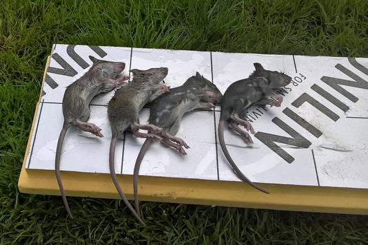 ratten zijn dol op chocolade lebbeke hln be