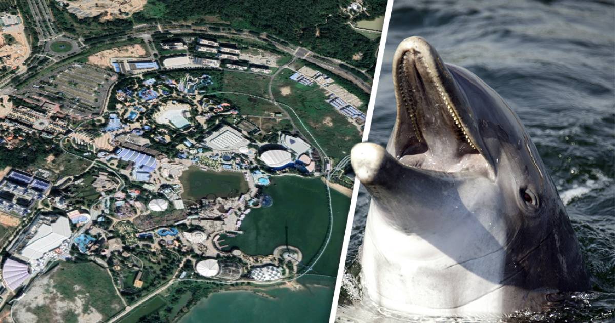 Minister Blokkeert Verhuizing Dolfijnen Van Dolfinarium Naar China ‘ben Niet Overtuigd