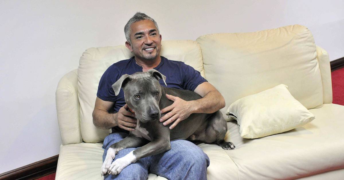 Cesar Millan Walgt Van Mensen Die Spuitje Willen Voor Hond Biden Dan Heb Je Het Echt Niet Begrepen Show Ad Nl