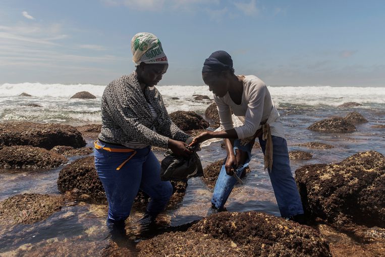 Bonisile Mzobe (r) vangt mosselen in het water bij Wildkust.  Beeld Luca Sola