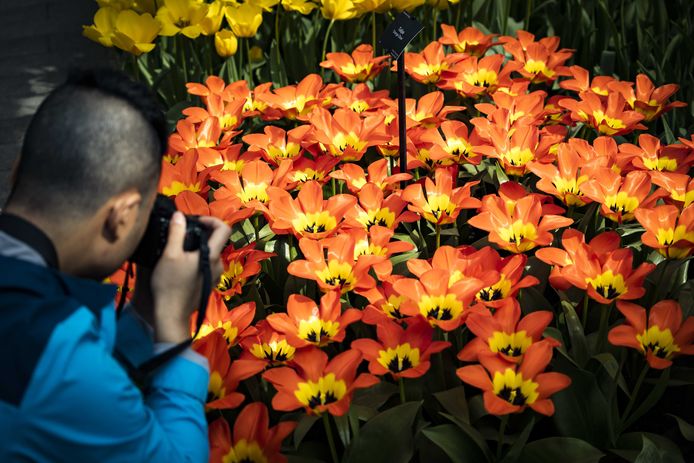 De Bloemenmarkt krijgt z'n plekje tijdens de Herentalse Lenteshopping