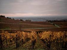 La production française de vin en 2021 devrait atteindre un niveau “historiquement bas”