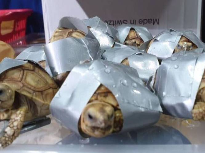 Douane op vliegveld Manilla vindt 1500 schildpadden in bagage smokkelaar