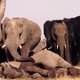 Zielig: olifanten weigeren om dode soortgenoot achter te laten