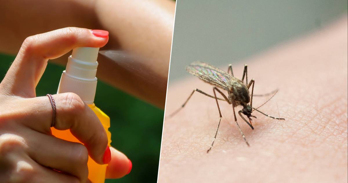 Argentina Battles Swarm of Mosquitoes and Dengue Outbreak Amid Economic Crisis