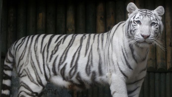 strottenhoofd een vuurtje stoken jurk Witte tijger ontsnapt uit dierentuin en valt drie mensen aan | Dieren |  hln.be