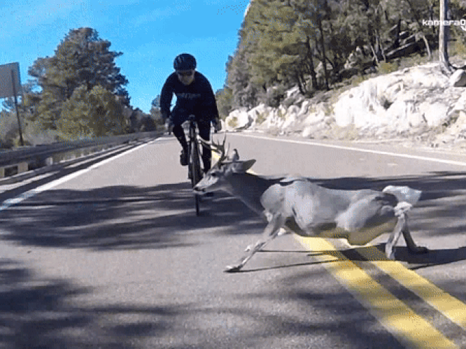 VIDEO. Pijnlijk: hert tackelt wielrenner tijdens afdaling