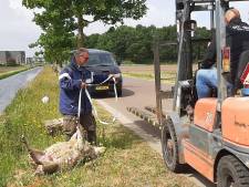 Wolf sluipt ook Brabantse Provinciehuis binnen