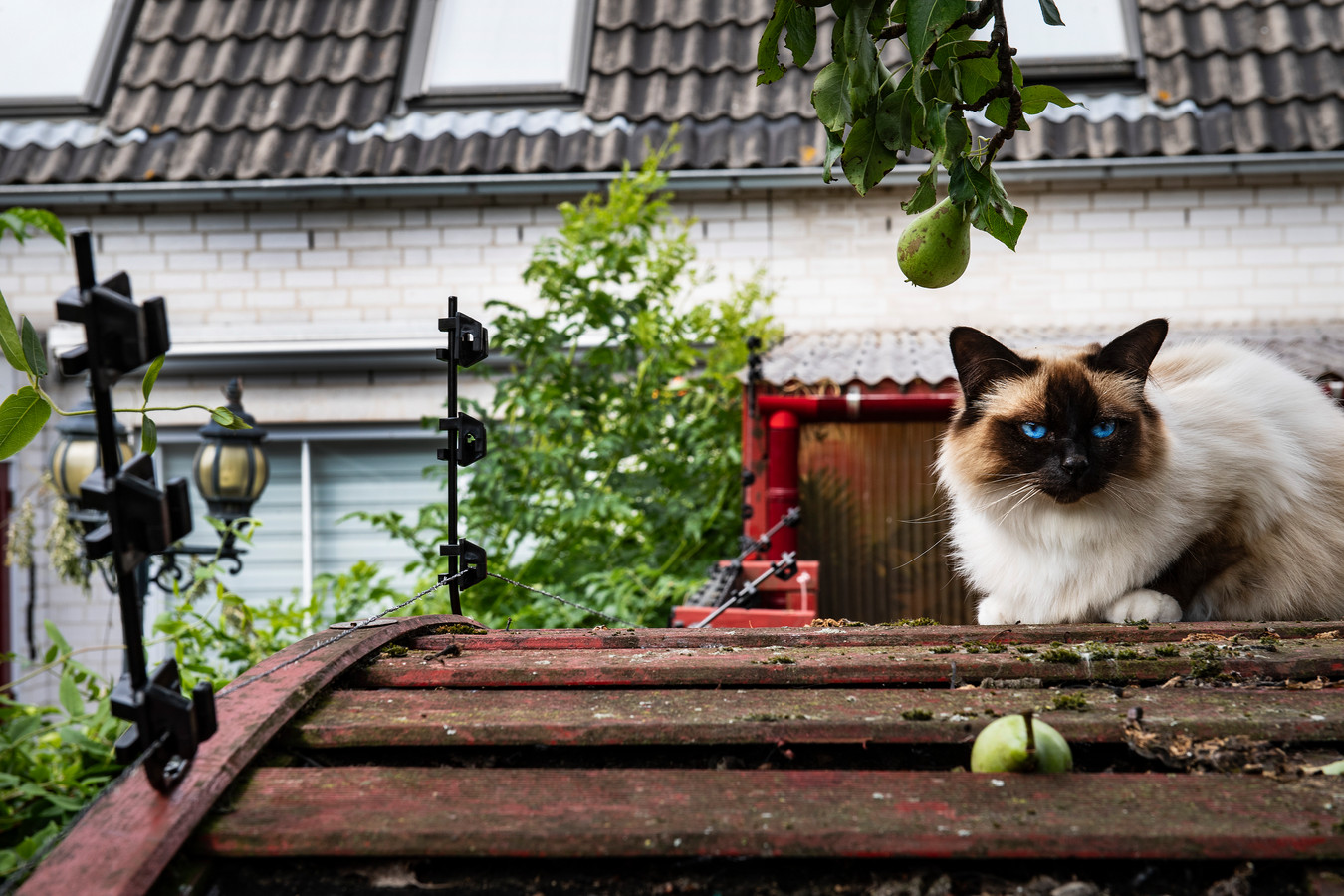 ik heb honger Verplaatsbaar Toegangsprijs Diana is bang en plaatst schrikdraad nadat haar kat is beschoten | Foto |  gelderlander.nl