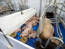 Hoe de speklap onze samenleving splijt: varkensboeren onder druk