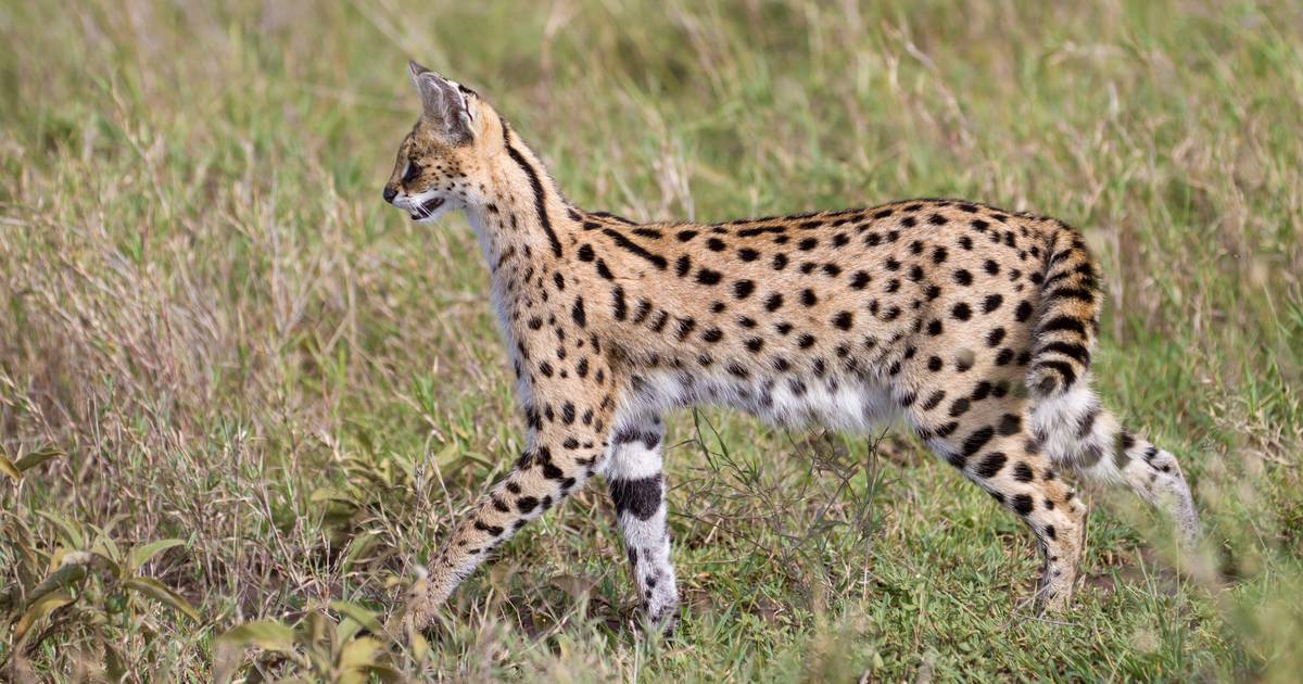 Ontsnapte serval uit Lexmond weer terug bij baasjes | Vijfheerenlanden